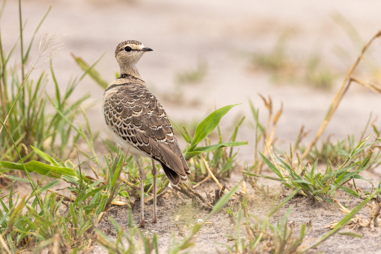 image Double-banded Courser
